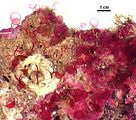 1 -Talli su un conglomerato organogeno